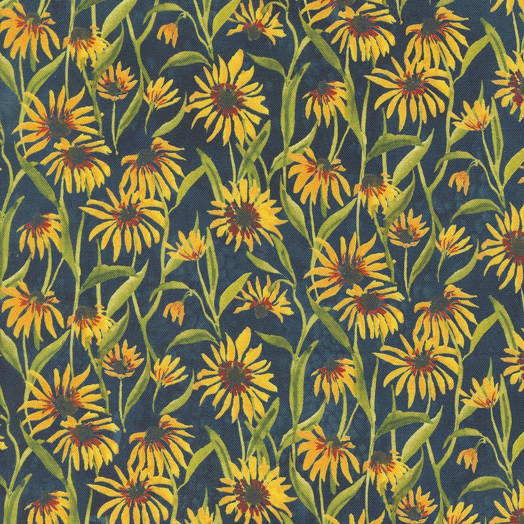Floribunda 39805 12 Midnight