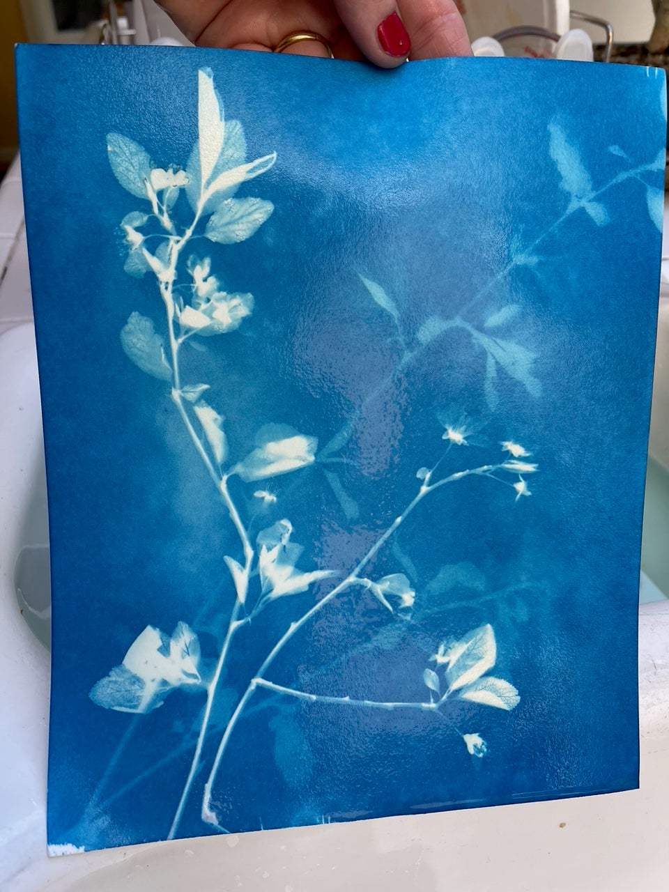 Cyanotype Basics: Beautiful Blue Botanicals, Thursday, June 4 - Quilted Strait