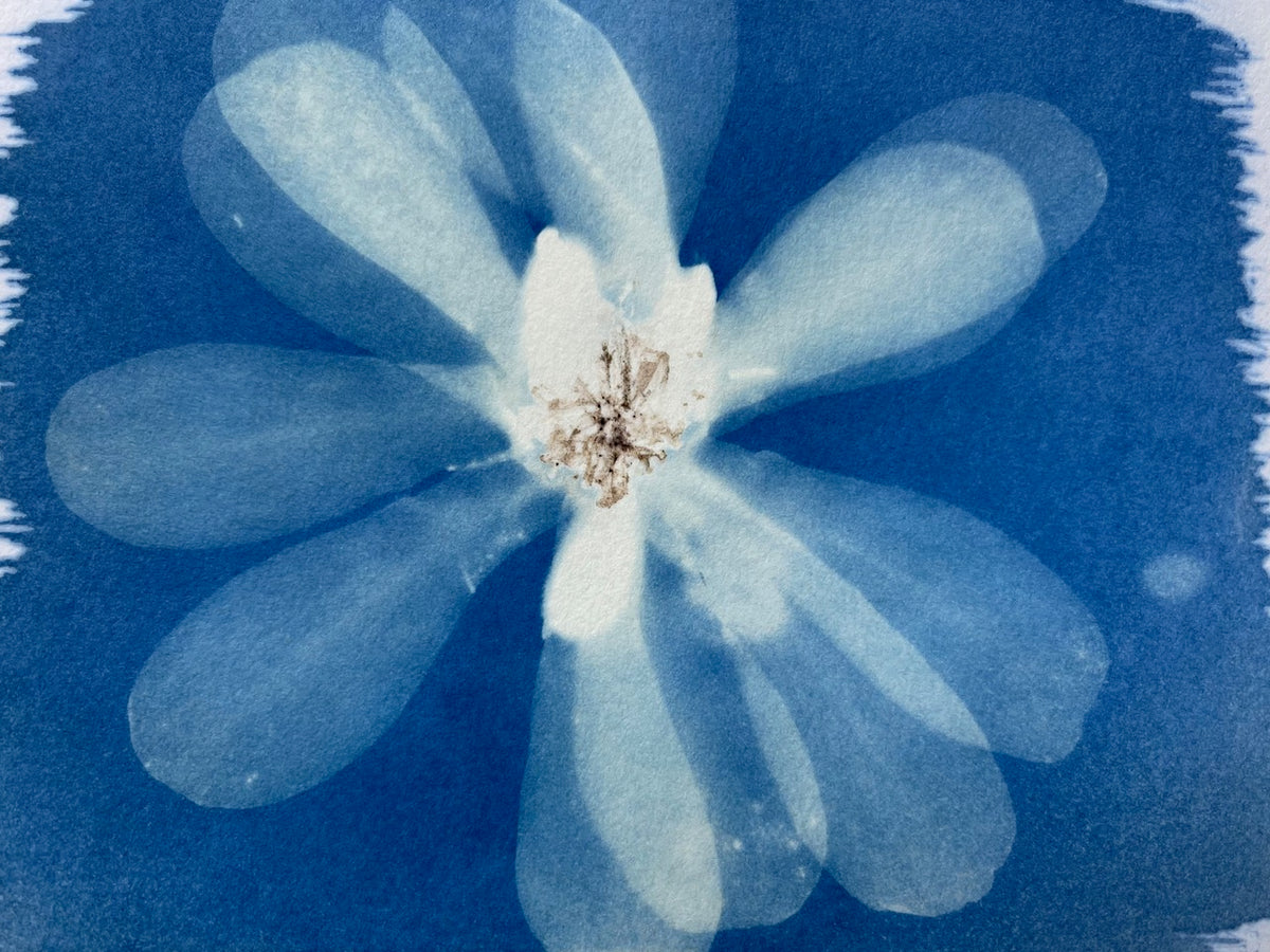 Cyanotype Basics: Beautiful Blue Botanicals, Thursday, June 4 - Quilted Strait