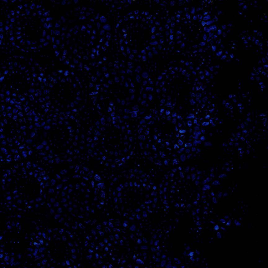 Radiant Meadow Tonga B2703 Indigo Swirl Wood Cut
