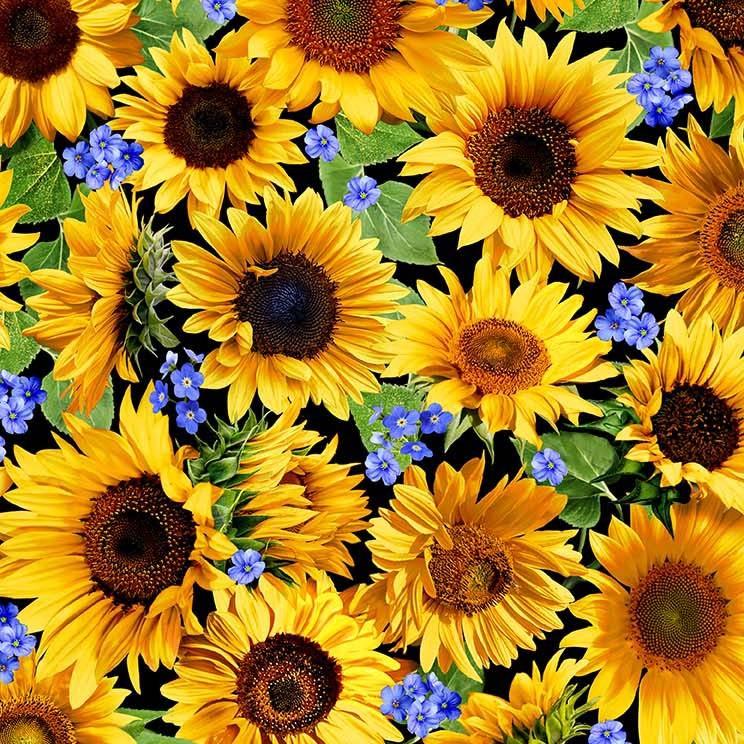 Summer Sunflowers 11677 Black Sunflower Meadow